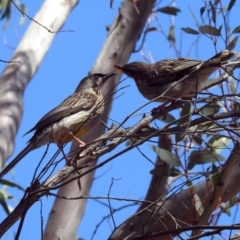 Anthochaera carunculata at Acton, ACT - 8 Nov 2018 11:45 AM