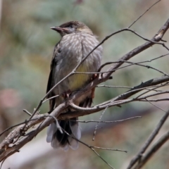 Anthochaera carunculata at Acton, ACT - 8 Nov 2018 11:45 AM