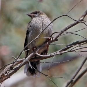 Anthochaera carunculata at Acton, ACT - 8 Nov 2018 11:45 AM