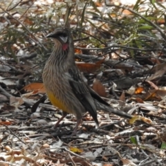 Anthochaera carunculata at Acton, ACT - 8 Nov 2018 11:45 AM