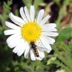 Melangyna sp. (genus) (Hover Fly) at Acton, ACT - 8 Nov 2018 by RodDeb