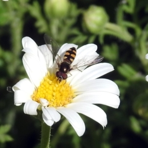 Melangyna sp. (genus) at Acton, ACT - 8 Nov 2018