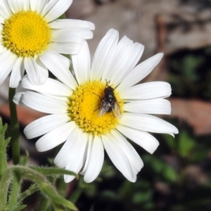 Lucilia sp. (genus) at Acton, ACT - 8 Nov 2018