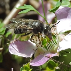 Bembix sp. (genus) (Unidentified Bembix sand wasp) at ANBG - 8 Nov 2018 by RodDeb