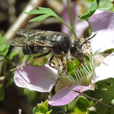 Bembix sp. (genus) (Unidentified Bembix sand wasp) at Acton, ACT - 8 Nov 2018 by RodDeb