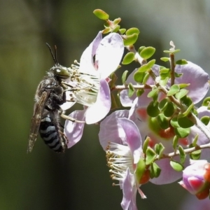 Bembix sp. (genus) at Acton, ACT - 8 Nov 2018