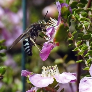 Bembix sp. (genus) at Acton, ACT - 8 Nov 2018