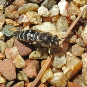 Bembix sp. (genus) at Acton, ACT - 8 Nov 2018