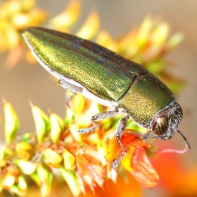 Melobasis propinqua (Propinqua jewel beetle) at Paddys River, ACT - 5 Nov 2018 by Harrisi