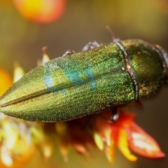 Melobasis propinqua at Paddys River, ACT - 5 Nov 2018 04:43 PM