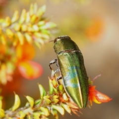 Melobasis propinqua at Paddys River, ACT - 5 Nov 2018 04:43 PM