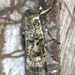 Unidentified Noctuoid moth (except Arctiinae) at Rosedale, NSW - 30 Sep 2018 by jb2602