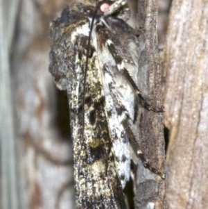 Agrotis porphyricollis at Rosedale, NSW - 30 Sep 2018 09:07 PM