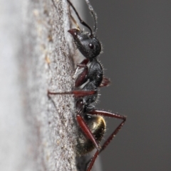 Camponotus suffusus (Golden-tailed sugar ant) at ANBG - 6 Nov 2018 by TimL