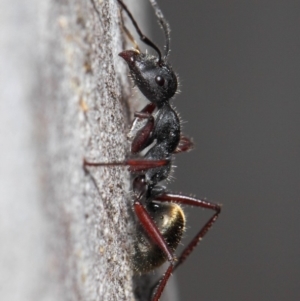 Camponotus suffusus at Acton, ACT - 6 Nov 2018 12:06 PM