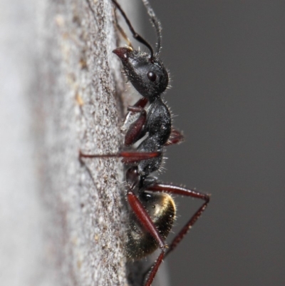 Camponotus suffusus (Golden-tailed sugar ant) at ANBG - 6 Nov 2018 by TimL