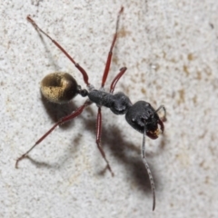 Camponotus suffusus at Acton, ACT - 6 Nov 2018 12:06 PM