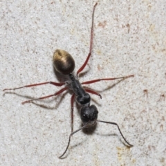 Camponotus suffusus at Acton, ACT - 6 Nov 2018 12:06 PM