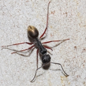 Camponotus suffusus at Acton, ACT - 6 Nov 2018