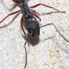 Camponotus suffusus at Acton, ACT - 6 Nov 2018