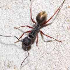 Camponotus suffusus at Acton, ACT - 6 Nov 2018