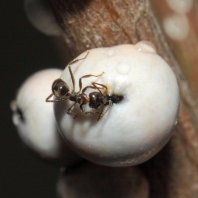 Notoncus sp. (genus) (A Notoncus ant) at ANBG - 6 Nov 2018 by Tim L