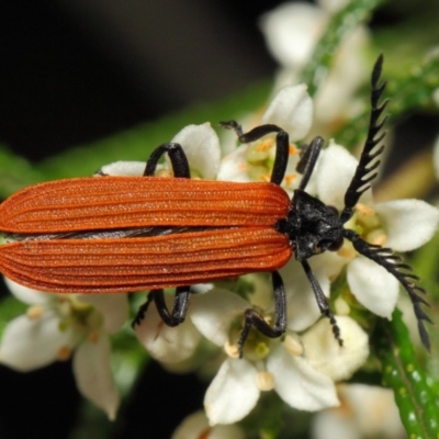Porrostoma rhipidium (Long-nosed Lycid (Net-winged) beetle) at ANBG - 6 Nov 2018 by TimL