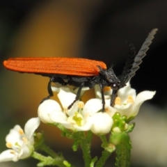 Porrostoma rhipidium at Acton, ACT - 6 Nov 2018