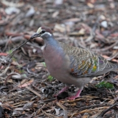 Phaps chalcoptera (Common Bronzewing) at Acton, ACT - 2 Nov 2018 by TimL
