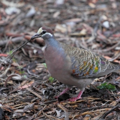 Phaps chalcoptera (Common Bronzewing) at Acton, ACT - 2 Nov 2018 by TimL