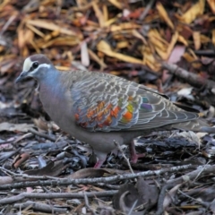 Phaps chalcoptera at Acton, ACT - 2 Nov 2018