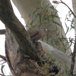 Phaps chalcoptera at Acton, ACT - 2 Nov 2018