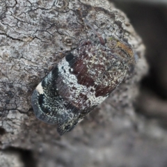 Platybrachys decemmacula (Green-faced gum hopper) at Black Mountain - 4 Nov 2018 by David