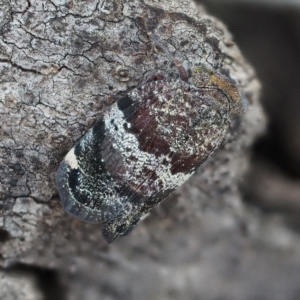 Platybrachys decemmacula at Acton, ACT - 4 Nov 2018 11:55 AM