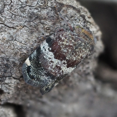 Platybrachys decemmacula (Green-faced gum hopper) at Acton, ACT - 4 Nov 2018 by David