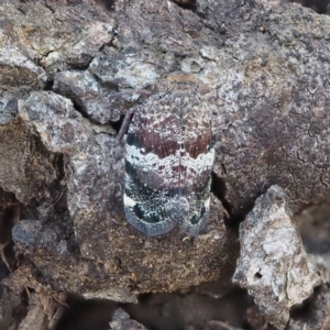 Platybrachys decemmacula at Acton, ACT - 4 Nov 2018 11:55 AM