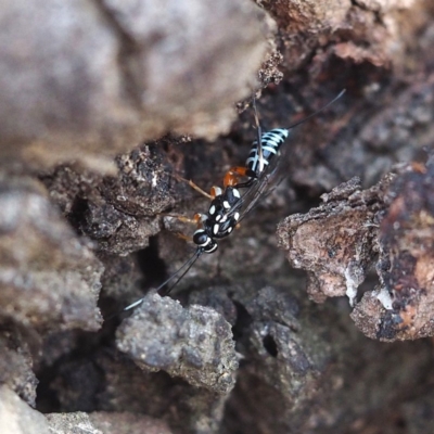 Stenarella victoriae (An ichneumon parasitic wasp) at Black Mountain - 4 Nov 2018 by David