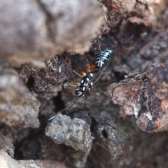 Stenarella victoriae (An ichneumon parasitic wasp) at Acton, ACT - 4 Nov 2018 by David