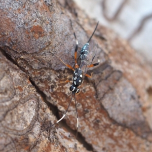 Xanthocryptus novozealandicus at Acton, ACT - 4 Nov 2018 11:56 AM