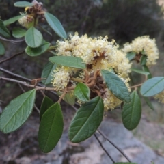 Pomaderris betulina subsp. actensis (Canberra Pomaderris) at Paddys River, ACT - 25 Oct 2018 by MichaelBedingfield