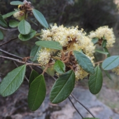 Pomaderris betulina subsp. actensis (Canberra Pomaderris) at Paddys River, ACT - 25 Oct 2018 by michaelb