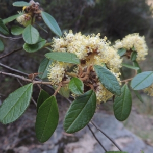 Pomaderris betulina subsp. actensis at Paddys River, ACT - 25 Oct 2018