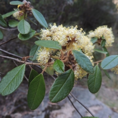 Pomaderris betulina subsp. actensis (Canberra Pomaderris) at Paddys River, ACT - 25 Oct 2018 by michaelb