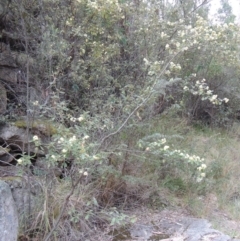 Pomaderris betulina subsp. actensis at Paddys River, ACT - 25 Oct 2018