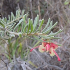 Grevillea lanigera (Woolly Grevillea) at Paddys River, ACT - 25 Oct 2018 by michaelb