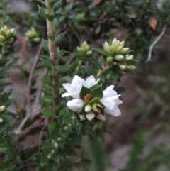 Epacris breviflora (Drumstick Heath) at Paddys River, ACT - 25 Oct 2018 by MichaelBedingfield