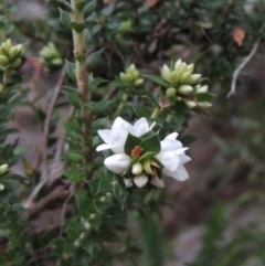 Epacris breviflora (Drumstick Heath) at Paddys River, ACT - 25 Oct 2018 by michaelb