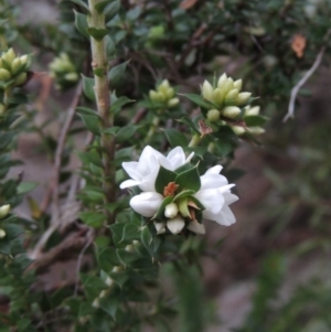 Epacris breviflora at Paddys River, ACT - 25 Oct 2018 07:14 PM