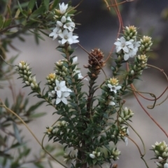 Epacris breviflora at Paddys River, ACT - 25 Oct 2018 07:14 PM