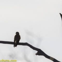 Falco cenchroides (Nankeen Kestrel) at Symonston, ACT - 27 Oct 2018 by BIrdsinCanberra